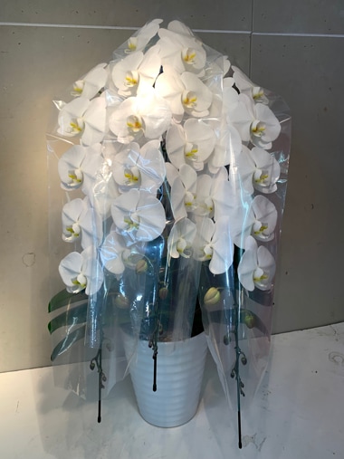 最高級胡蝶蘭3本立｜すべての商品｜むつ美花店