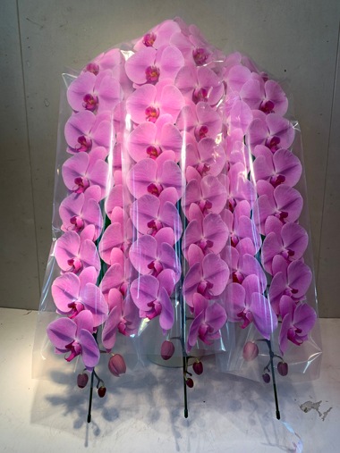 胡蝶蘭ピンク3本立｜すべての商品｜むつ美花店