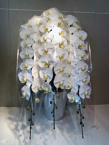 最高級胡蝶蘭白3本立｜すべての商品｜むつ美花店