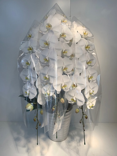 最高級胡蝶蘭白3本立｜すべての商品｜むつ美花店