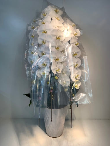 最高級胡蝶蘭白3本立｜すべての商品｜むつ美花店