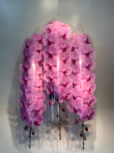 胡蝶蘭pink3本立｜すべての商品｜むつ美花店