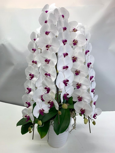 胡蝶蘭白赤3本立｜胡蝶蘭｜むつ美花店