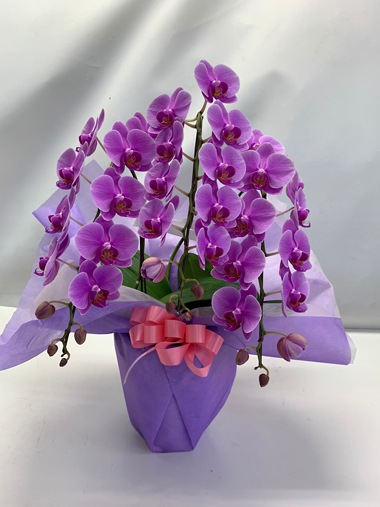 ミニ胡蝶蘭｜すべての商品｜むつ美花店