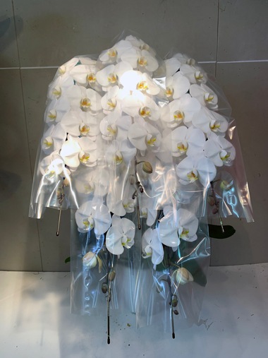 最高級胡蝶蘭白5本立｜胡蝶蘭｜むつ美花店