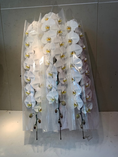 胡蝶蘭3本立｜胡蝶蘭｜むつ美花店