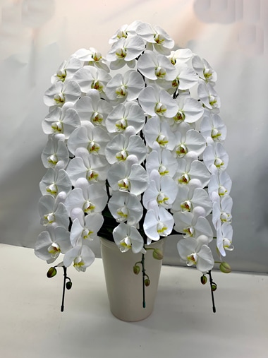 胡蝶蘭白3本立｜すべての商品｜むつ美花店