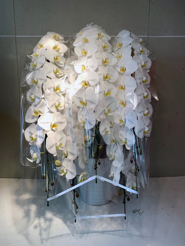 最高級胡蝶蘭白5本立｜すべての商品｜むつ美花店