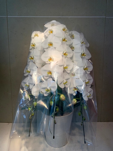 胡蝶蘭3本立｜すべての商品｜むつ美花店