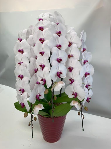 胡蝶蘭白赤3本立｜すべての商品｜むつ美花店