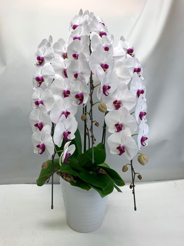 胡蝶蘭白赤3本立｜胡蝶蘭｜むつ美花店