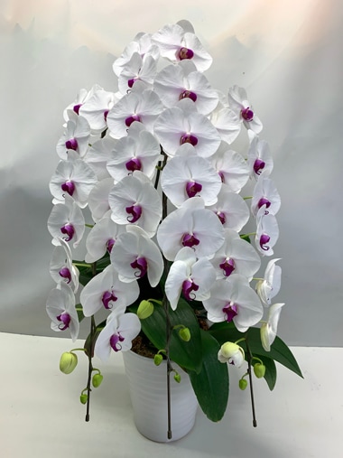 胡蝶蘭赤白3本立｜胡蝶蘭｜むつ美花店