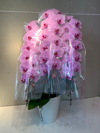 胡蝶蘭ピンク3本立｜胡蝶蘭｜むつ美花店