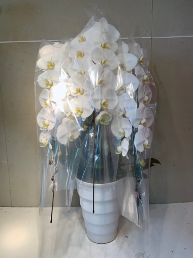 最高級胡蝶蘭白3本立｜胡蝶蘭｜むつ美花店