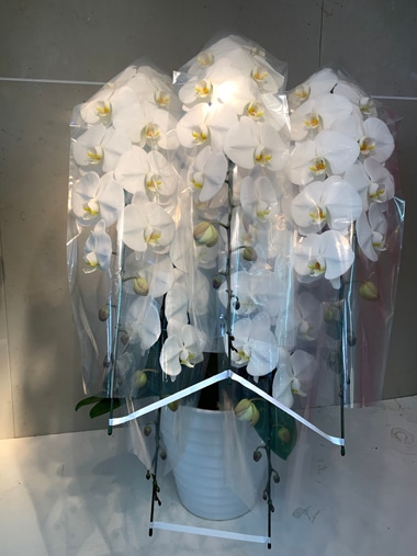 最高級胡蝶蘭5本立｜胡蝶蘭｜むつ美花店