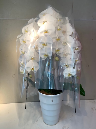 胡蝶蘭3本立｜胡蝶蘭｜むつ美花店