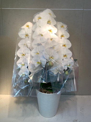 胡蝶蘭3本立｜すべての商品｜むつ美花店