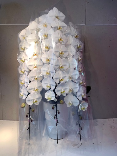 最高級胡蝶蘭白3本立｜胡蝶蘭｜むつ美花店