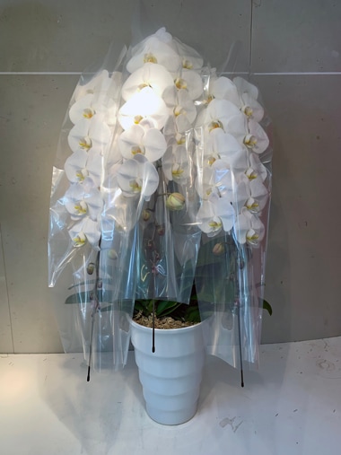 胡蝶蘭白3本立｜胡蝶蘭｜むつ美花店