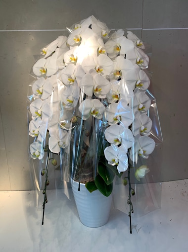 最高級胡蝶蘭白3本立｜胡蝶蘭｜むつ美花店