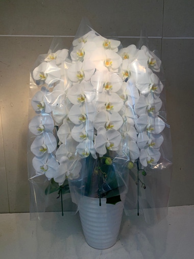 胡蝶蘭3本立｜胡蝶蘭｜むつ美花店