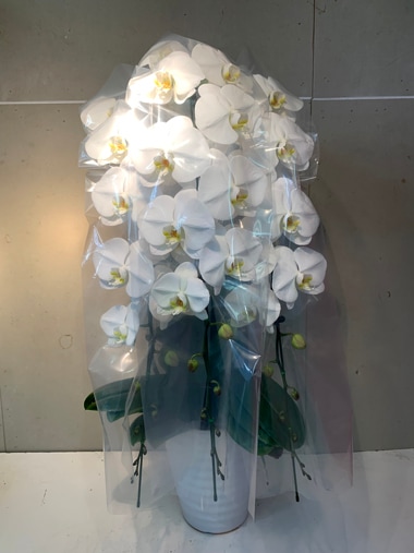 胡蝶蘭3本立｜すべての商品｜むつ美花店