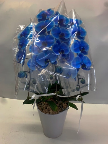 胡蝶蘭青3本立｜胡蝶蘭｜むつ美花店