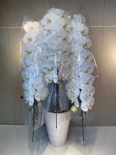 最高級胡蝶蘭3本立｜胡蝶蘭｜むつ美花店