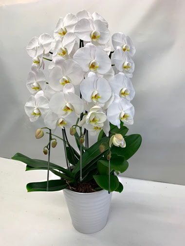 胡蝶蘭白3本｜胡蝶蘭｜むつ美花店