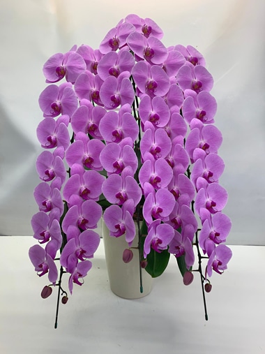 胡蝶蘭ピンク3本立｜胡蝶蘭｜むつ美花店