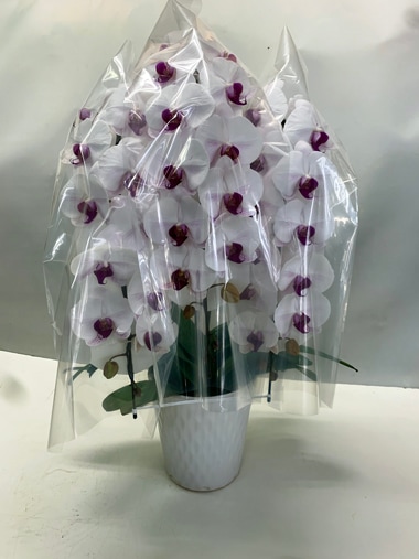 胡蝶蘭赤白3本立｜すべての商品｜むつ美花店