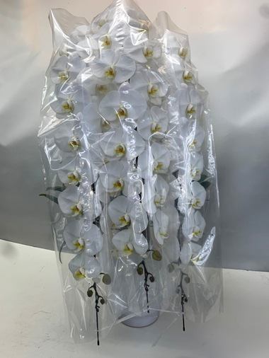 胡蝶蘭白3本立｜胡蝶蘭｜むつ美花店