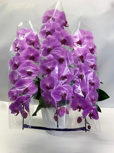 胡蝶蘭ピンク3本立｜すべての商品｜むつ美花店