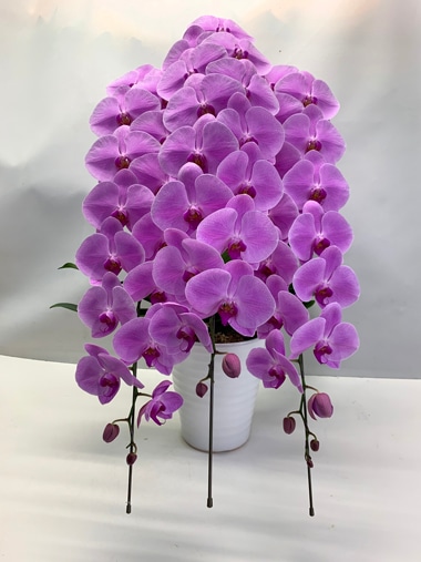 胡蝶蘭ピンク3本立｜胡蝶蘭｜むつ美花店