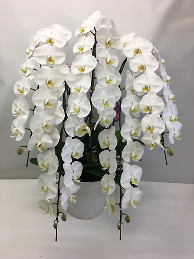 最高級胡蝶蘭白5本立｜胡蝶蘭｜むつ美花店