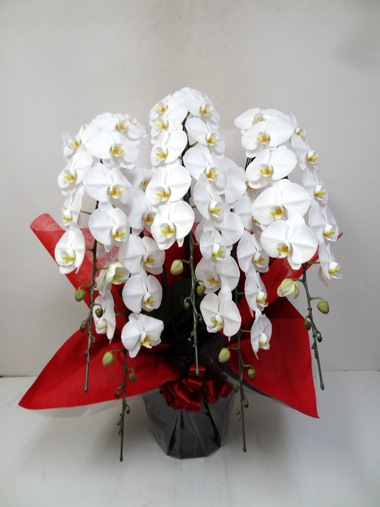 胡蝶蘭白5本立｜胡蝶蘭｜むつ美花店
