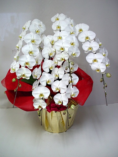 胡蝶蘭白5本立｜胡蝶蘭｜むつ美花店