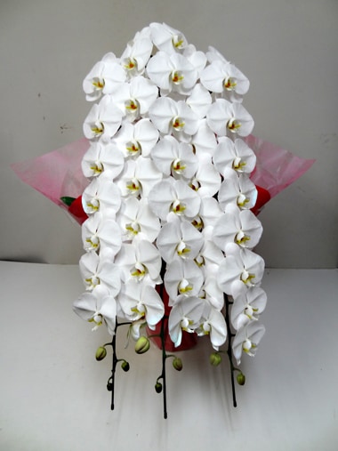 最高級胡蝶蘭白3本立｜胡蝶蘭｜むつ美花店