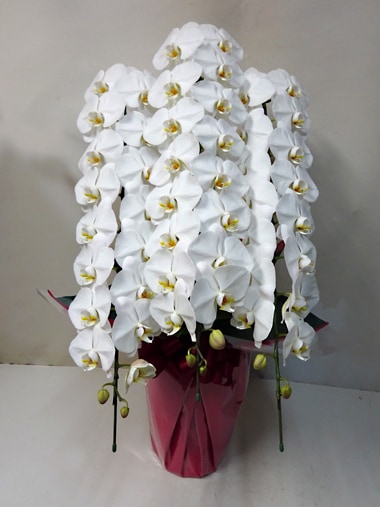 最高級胡蝶蘭白3本立｜胡蝶蘭｜むつ美花店