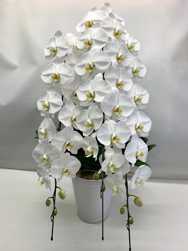 胡蝶蘭白3本立｜胡蝶蘭｜むつ美花店