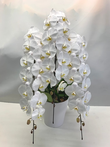 胡蝶蘭白3本立｜胡蝶蘭｜むつ美花店