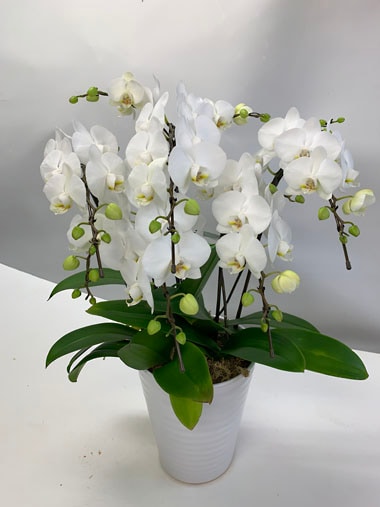 ミニ胡蝶蘭白｜胡蝶蘭｜むつ美花店