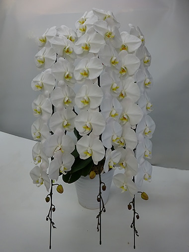 プレミアム胡蝶蘭3本立｜胡蝶蘭｜むつ美花店