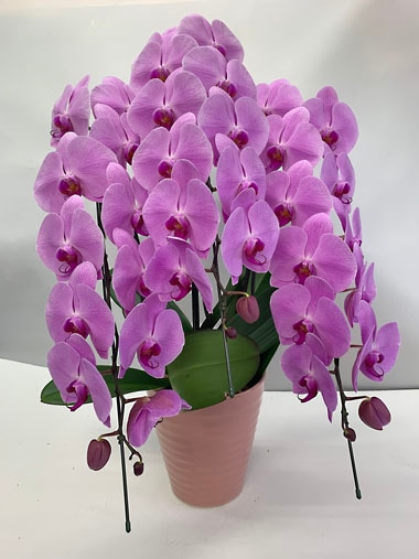 胡蝶蘭ピンク3本立｜胡蝶蘭｜むつ美花店