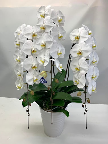 胡蝶蘭白3本立｜胡蝶蘭｜むつ美花店