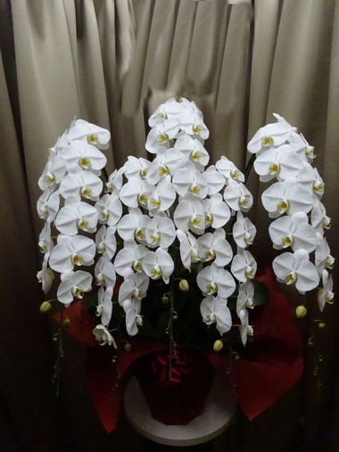 プレミアム胡蝶蘭5本立｜すべての商品｜むつ美花店