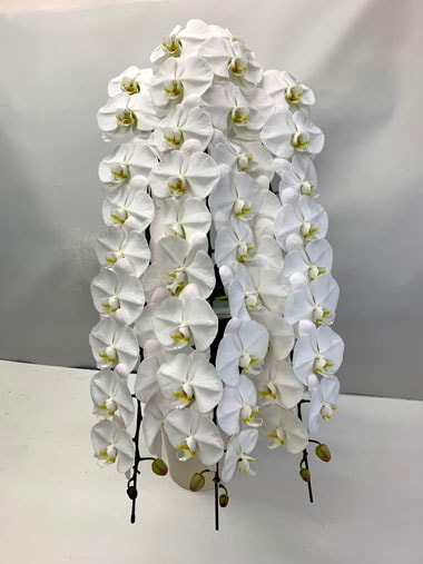 胡蝶蘭白3本立｜胡蝶蘭｜むつ美花店