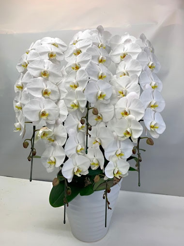 最高級胡蝶蘭白5本立｜胡蝶蘭｜むつ美花店