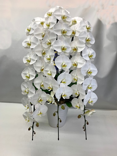 胡蝶蘭白3本立｜胡蝶蘭｜むつ美花店