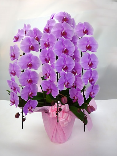 胡蝶蘭ピンク3本立｜胡蝶蘭｜むつ美花店